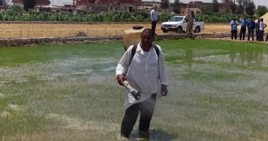 كل ما تريد معرفته عن عقوبات زراعة الأرز بالمخالفة للقرار الوزارى