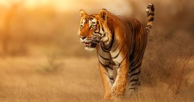 لماذا لون النمر برتقالى؟ العلماء يكشفون حقيقة غريبة