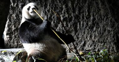 حياة الباندا والنمر الأبيض وإنسان الغابة فى حديقة Pairi Daiza البلجيكية