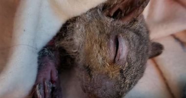 براءتهم أنقذت حياته.. أطفال كندا عثروا على سنجاب مجمد وساهموا فى إنقاذه