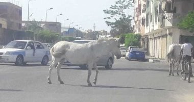 صور.. اضبط مخالفة.. الحمير تعرقل حركة مرور السيارات ببورفؤاد