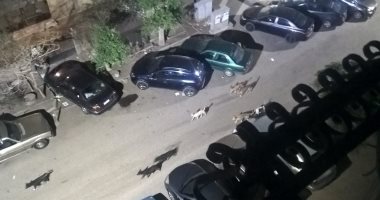 انتشار الكلاب الضالة بشارع على الجندى بمدينة نصر