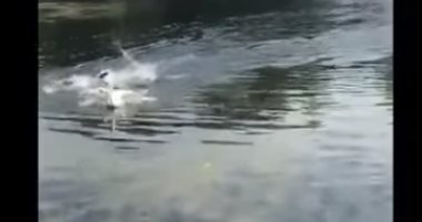 شاهد.. بجعة بيضاء تهاجم شابا وكادت تفقده حياته غرقا فى بحيرة