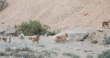 تشكيل لجنة من طب البيطري الدقهلية للتحقق من ظهور ذئب بالمنصورة