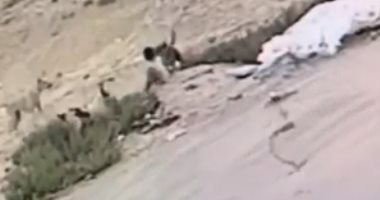 فيديو.. الكلاب الضالة تهاجم طفلا فى السعودية ووالده ينقذه من الموت