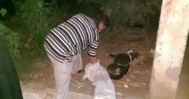 بعد عقر 23 شخصا.. حملة مكبرة للقضاء على الكلاب الضالة بزفتى (صور)