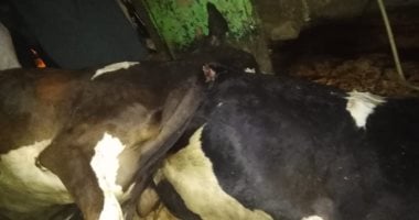 صور .. إحباط بيع عجول نافقة بعد ذبحها للمواطنين بحوزة جزار بالغربية