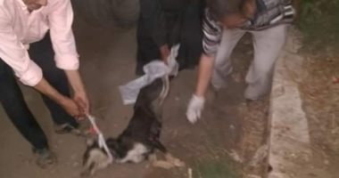 بيطري الغربية:حملات مكثفة للقضاء على الكلاب الضالة 