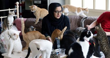 سيدة إماراتية تحول منزلها إلى مأوى للقطط الضالة وتنفق 15 ألف درهم شهريا