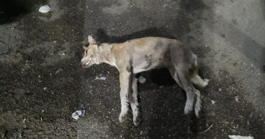 صور.. طب بيطرى الدقهلية: إعدام الكلب المفترس و80 أخرى بالمنصورة 