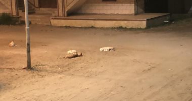 سكان شارع 57 براس البر يشكون انتشار الكلاب الضالة