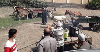 صور.. حملات رش جماعي للطب البيطري بكفر الشيخ للقضاء على الطفيليات