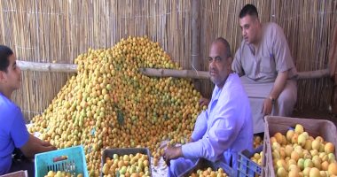 الزراعة: روشتة لـ6 محاصيل فاكهة متساقطة خلال أغسطس.. تعرف عليها