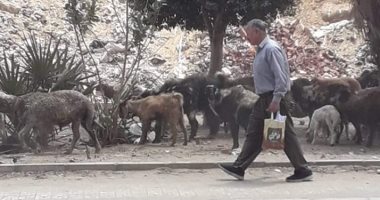 شكوى من تربية الأغنام فى شارع مصطفى النحاس بمدينة نصر