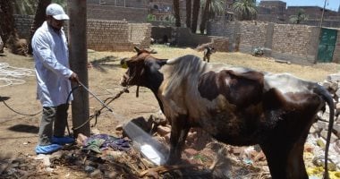 شاهد.. رش المواشى ضد الطفيليات الخارجية للحفاظ على الثروة الحيوانية بالأقصر