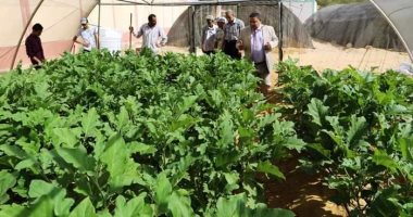 صوب زراعية فى مدارس الحكومة.. حصاد مشروع متكامل للإنتاج الزراعى بالوادى الجديد