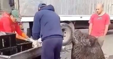 مكسل يصطاد وبيطلب الأكل بأدب.. أسد بحر جائع يتجول فى سوق سمك