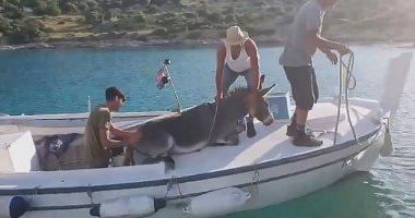إنقاذ حياة حمار تائه فى جزيرة بكرواتيا.. اعرف القصة