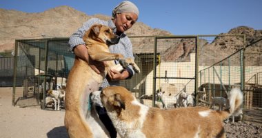 بيت لـ400 حيوان أليف.. سيدة تفتح ملجأ للكلاب الضالة فى العقبة بالأردن