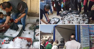 التموين تضخ 50 طن أسماك يوميا بمنافذ المجمعات الاستهلاكية لمواجهة الاحتكار وارتفاع الأسعار.. والاستعانة بمنتجات بحيرة ناصر بـ27 فرعا بالقاهرة والجيزة.. والبلطى من 24: 37 جنيها والبورى يقف عند حاجز الـ70