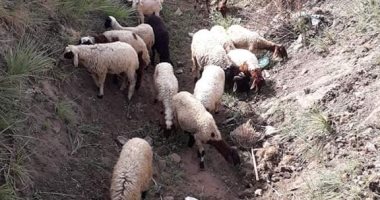 قارئ يشكو من تراكم القمامة بمنطقة قِريِّهِ دِشٍلَوِطّ مَرګزِّ دِيِّروِطّ