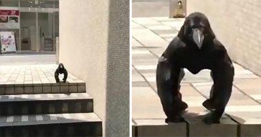 غراب يقف مثل الغوريلا يثير الحيرة على مواقع التواصل الاجتماعى.. فيديو