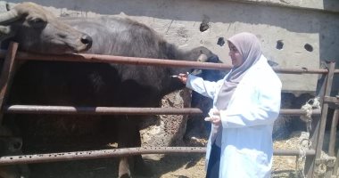 صور.. تحصين 50 ألف حيوان وطائر من الأمراض ومنح رخص للكلاب بكفر الشيخ