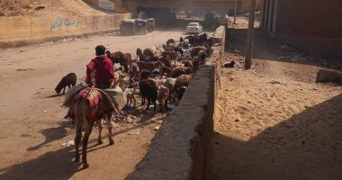 الأغنام ترعى على القمامة بأرض اللواء