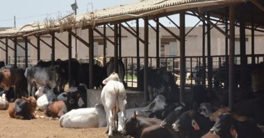 صور .. 30 مليون جنيه لتطوير مشروع "عاداة" للإنتاج الحيوانى بكفرالدوار