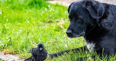 صداقة غريبة .. كلب ينقذ غراب وتمتد الصداقة إلى العيش معا.. صور