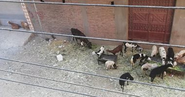 رئيس مدينة الأقصر يستجيب لشكوى المواطنين ويأمر بإزالة مخلفات المواشى من الشوارع