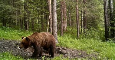 هجوم دب على رجل روسى تحول قصة فيلم Revenant إلى حقيقة.. اعرف الحكاية  