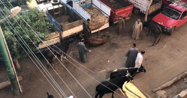 "سوق المواشى" يزعج أهالى قرية الأبعدية لإغلاقه الطريق الرئيسى