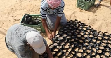 صور نائب محافظ الوادى الجديد :التوسع في زراعة أشجار " المورينجا" 