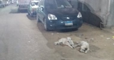 صور.. الكلاب الضالة تثير فزع أهالى روض الفرج