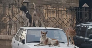 أهالى أسكان النقابات المهنية بالقطامية يشكون انتشار الكلاب الضالة