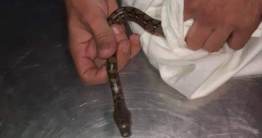 التحقيق مع راكب ضبط بحوزته 96 ثعبانا وزواحف سامة فى مطار القاهرة