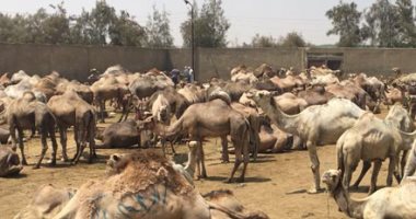الزراعة: فحص 207.806 جمل و1314 عينة خيول.. اعرف التفاصيل 