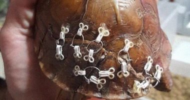 بمشابك حمالة الصدر.. منظمة حيوانات برية تساعد فى علاج السلاحف