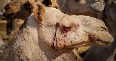 نقابة الأطباء البيطريين تستنكر سوء التعامل مع الجمال فى سوق برقاش