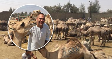 سوق برقاش بريء من تعذيب الجمال.. تاجر: الجمال مستوردة وشحنها يسبب عصبيتها وممكن تؤذى بعضها.. سعر الجمل يبدأ من 5000 جنيه وأفضل أنواعه السوداني.. جزار: الجمل المكسور يقل سعره.. والشحان: الجمل قوى ولازم شدة معاه