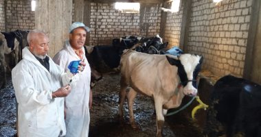 صور.. حملة لتحصين العجول ضد مرض الحمى القلاعية غرب الإسكندرية