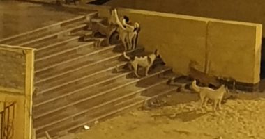 انتشار الكلاب الضالة يزعج سكان الحى الرابع فى 6 أكتوبر