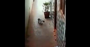 فيديو.. قط شجاع ينقذ أسرة هندية من كوبرا سامة بعد معركة مصيرية