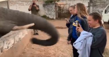 "اوعى وشك".. فيل "يصفع" أمريكية على وجهها أثناء تصويره.. فيديو 