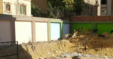 انتشار الكلاب الضالة يهدد المارة بالحى السابع فى أكتوبر