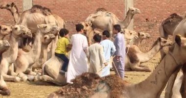 سوق برقاش بالجيزة يفعل الفاتورة الإلكترونية لتجارة الجمال