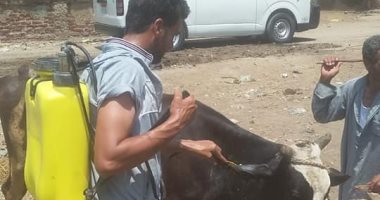 صور.. تحصين 124 ألف رأس ماشية ضد الحمى القلاعية والوادى المتصدع بكفر الشيخ