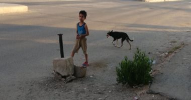 قارئ يشكو من انتشار الكلاب الضالة بـ6 أكتوبر الحى 11 مجاورة 6