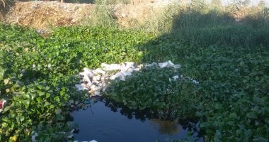 صور.. اضبط مخالفة.. ورد النيل والقمامة يغطيان مصرف قرية قمبش ببنى سويف